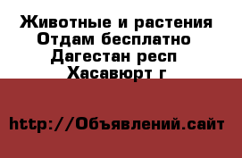 Животные и растения Отдам бесплатно. Дагестан респ.,Хасавюрт г.